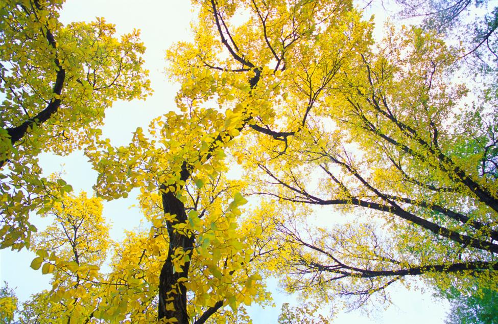 Changing Leaves in Autumn