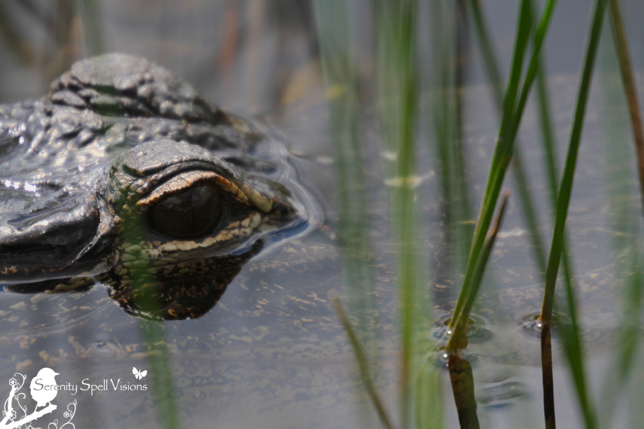 Juvenile Alligator, Grassy Waters Preserve, Florida