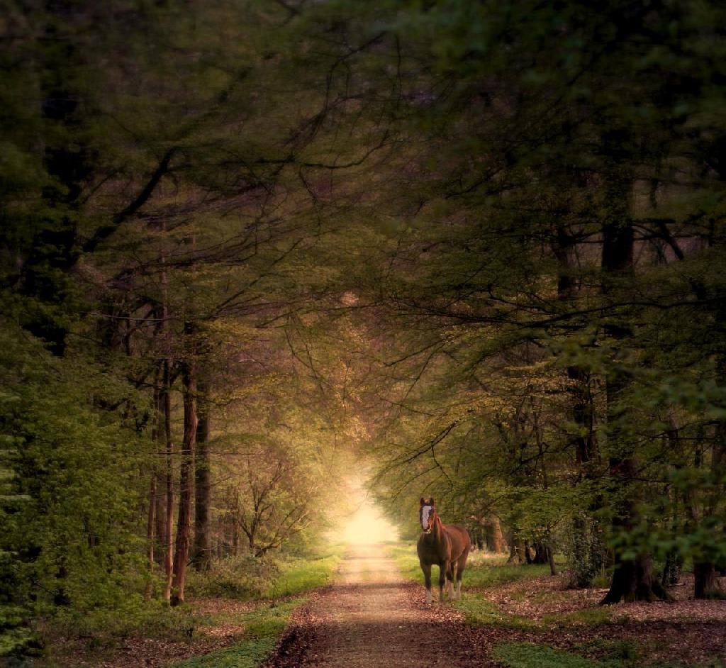 Magic Woods