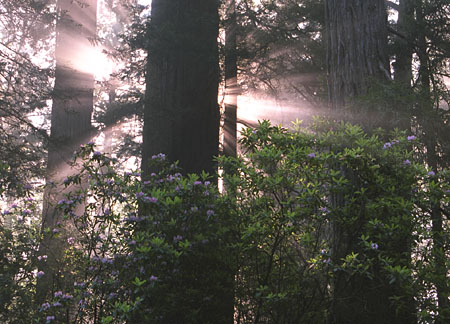 Tree Photo - MSN Clipart