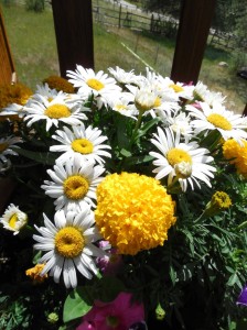 deck flowers