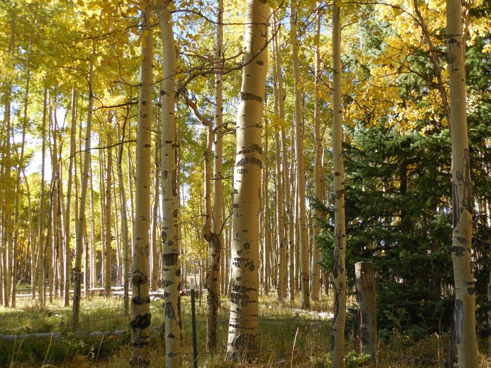 Fall colors in the Rockies 2013 (11) compressed