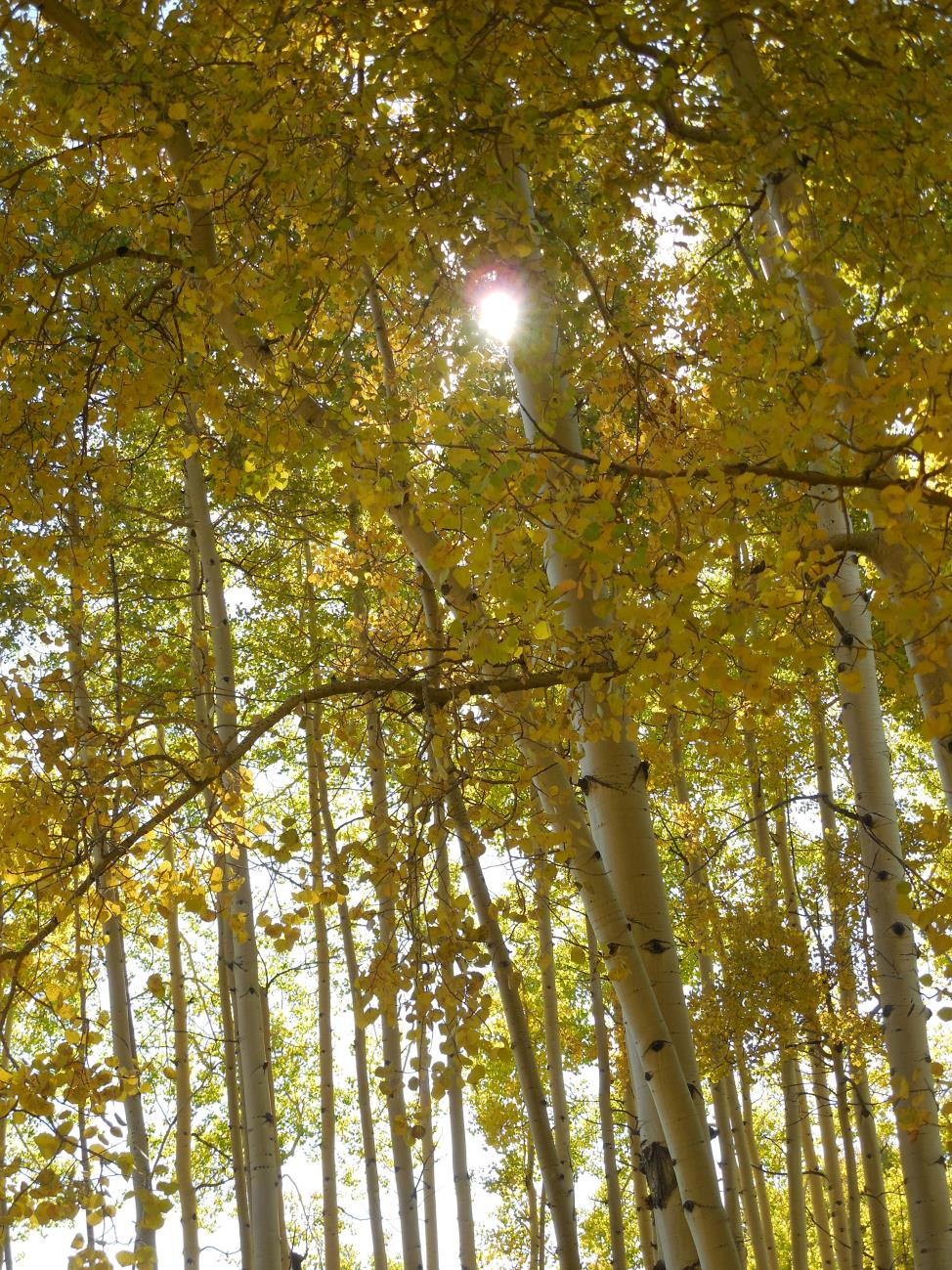 Fall colors in the Rockies 2013 (15) compressed