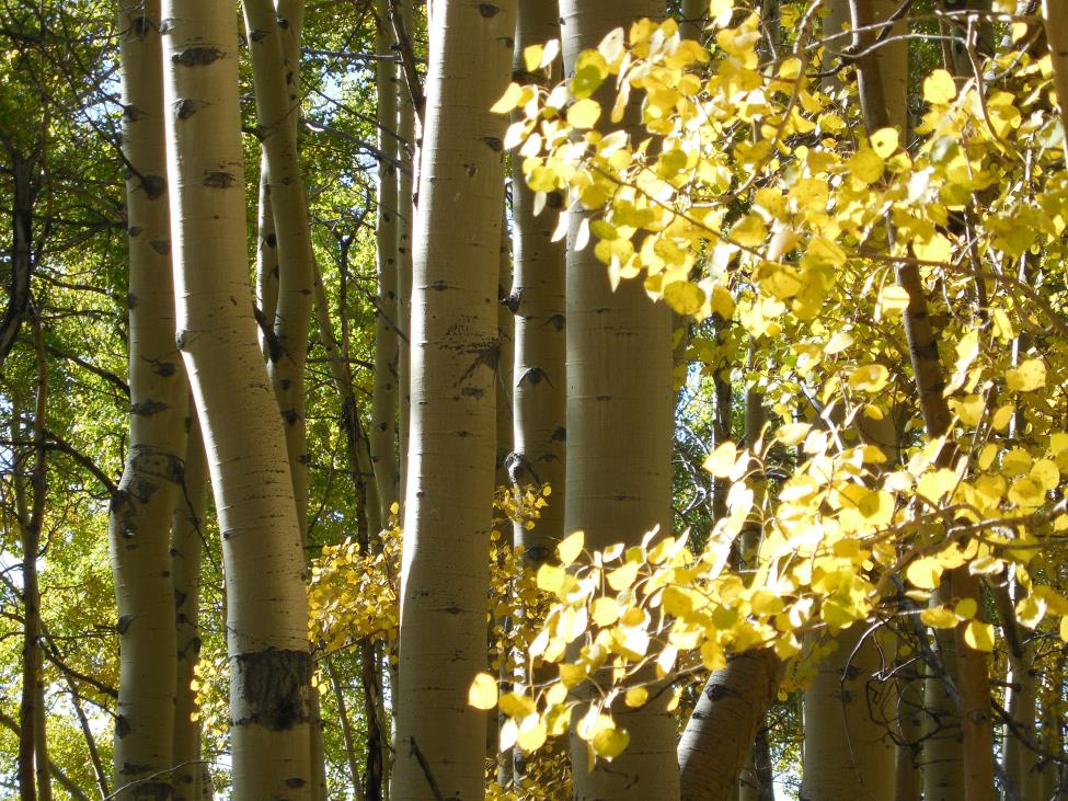 Fall colors in the Rockies 2013 (26) compressed