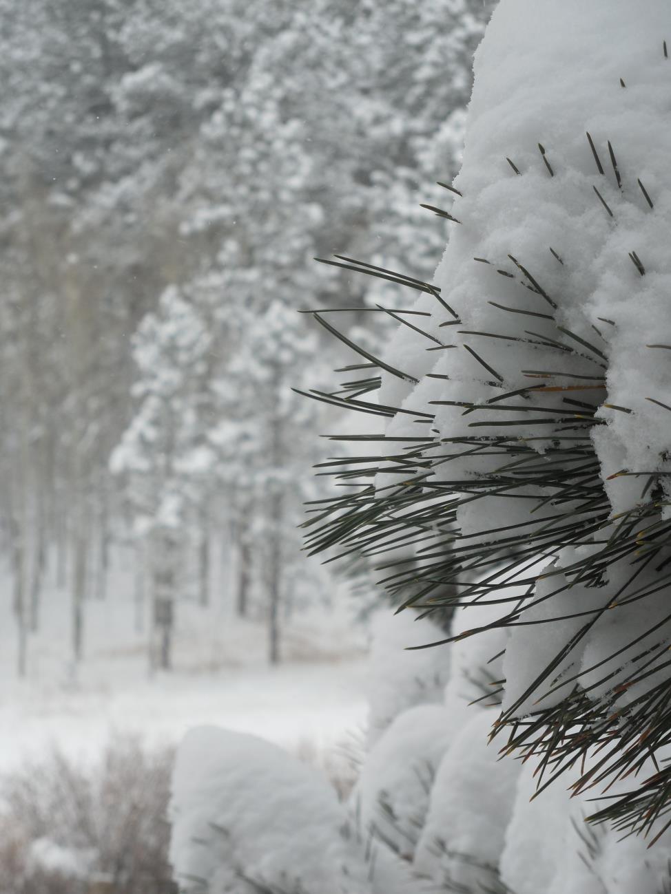 backyard snow