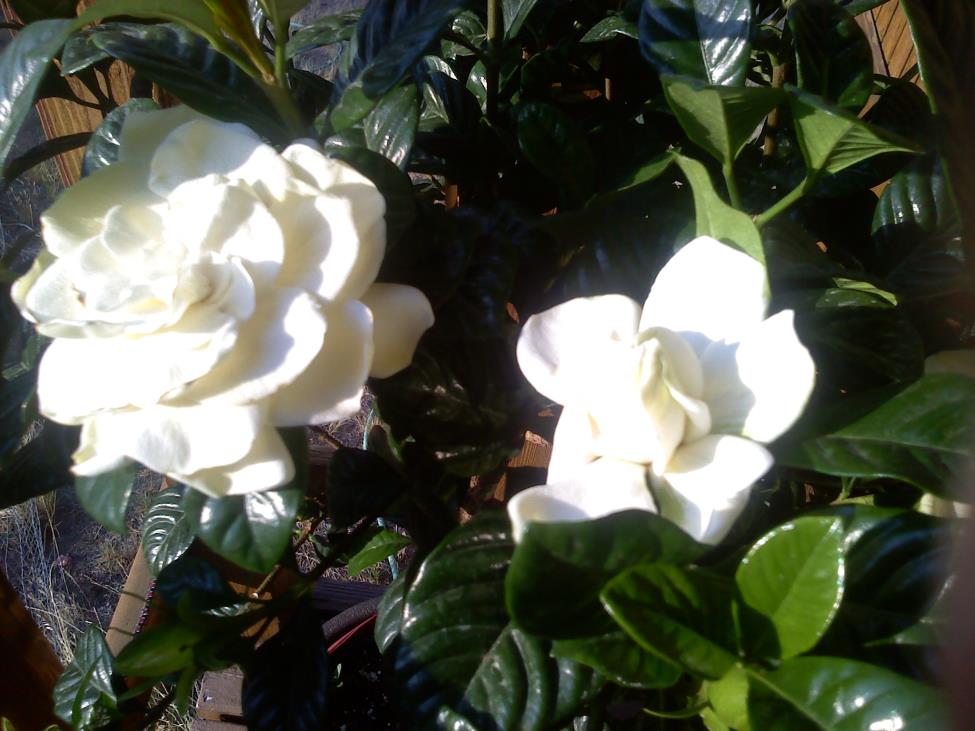Gardenia