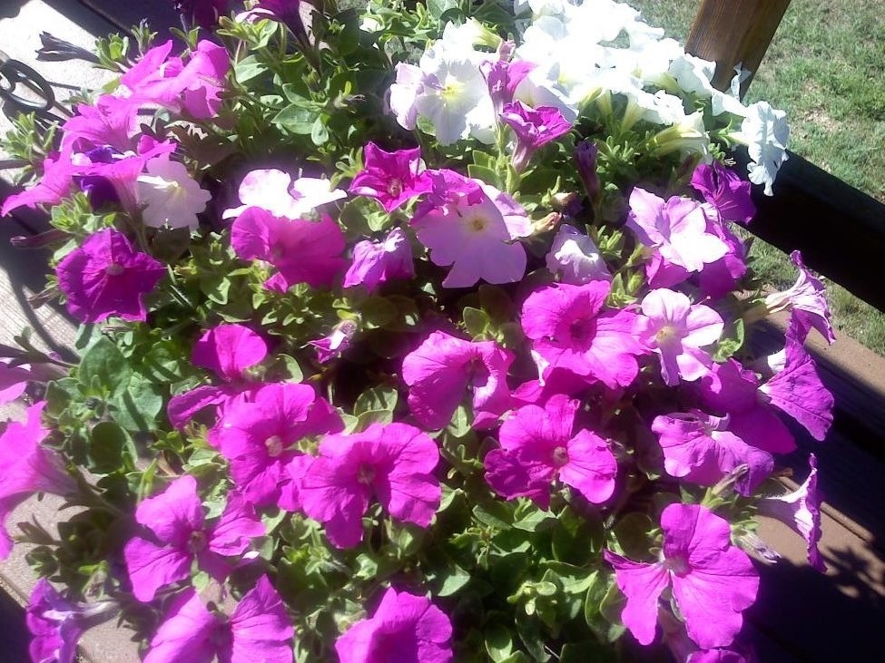 Petunias