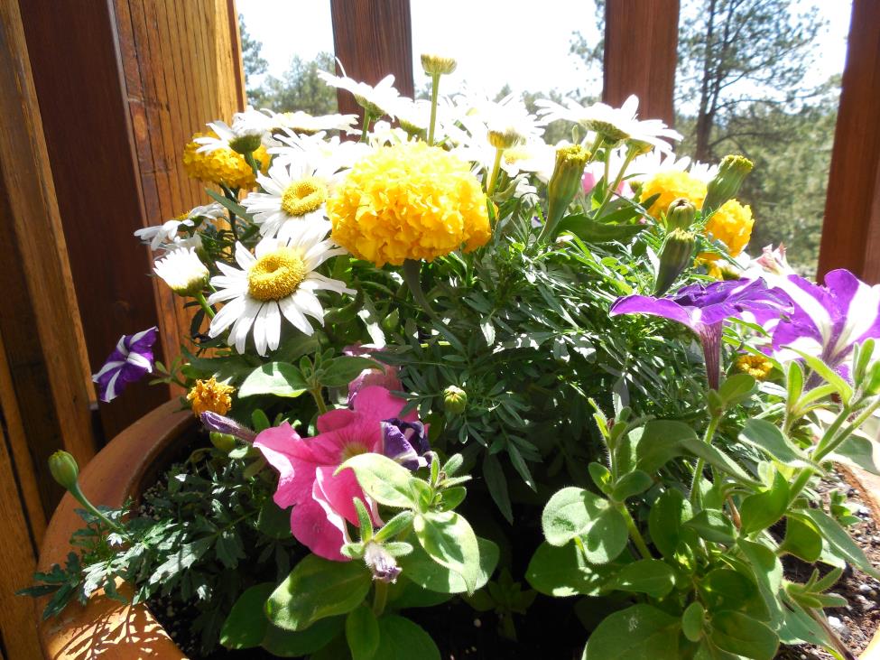 Deck Flowers
