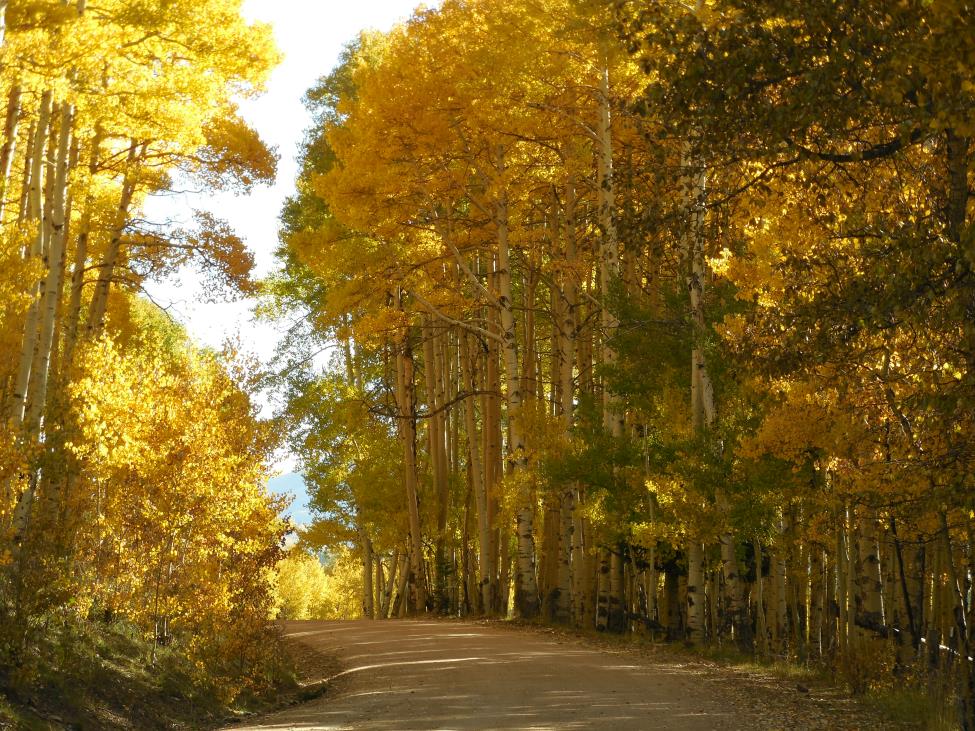 aspens along road