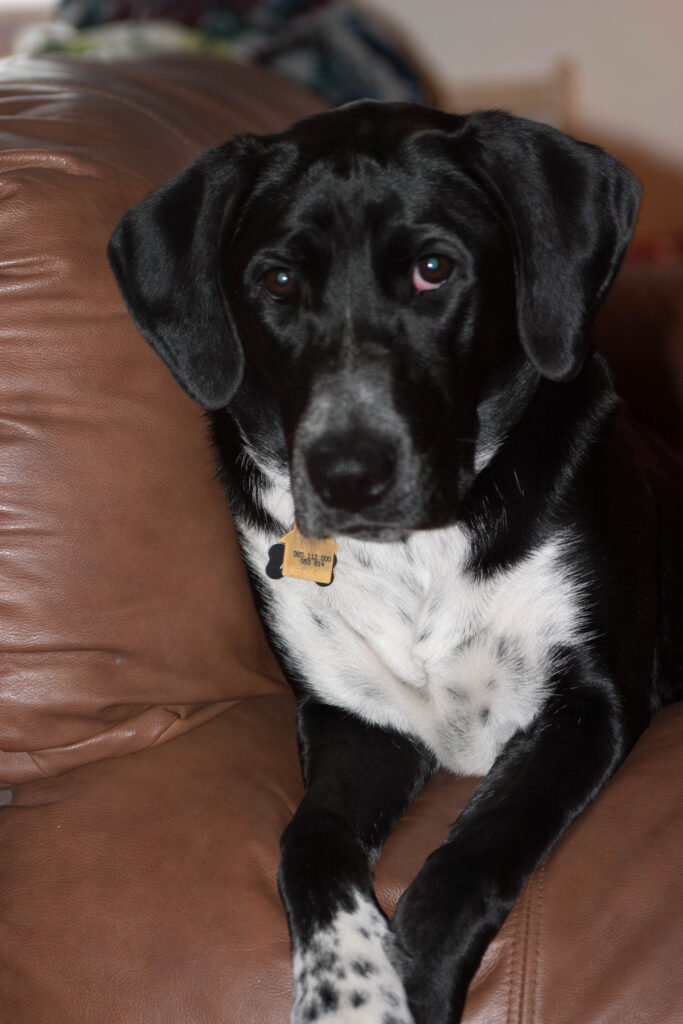 Abby comfortable in her spot on the couch
