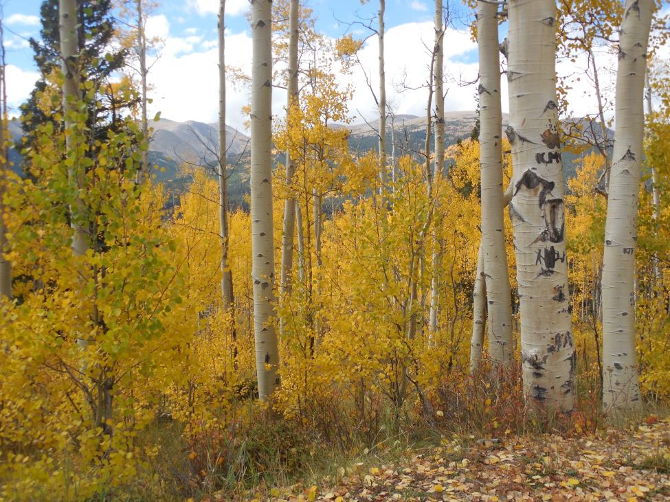 Mountain autumn leaves