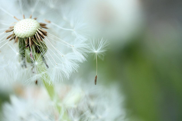 Dandelions -- Courtesy of MSN Clipart