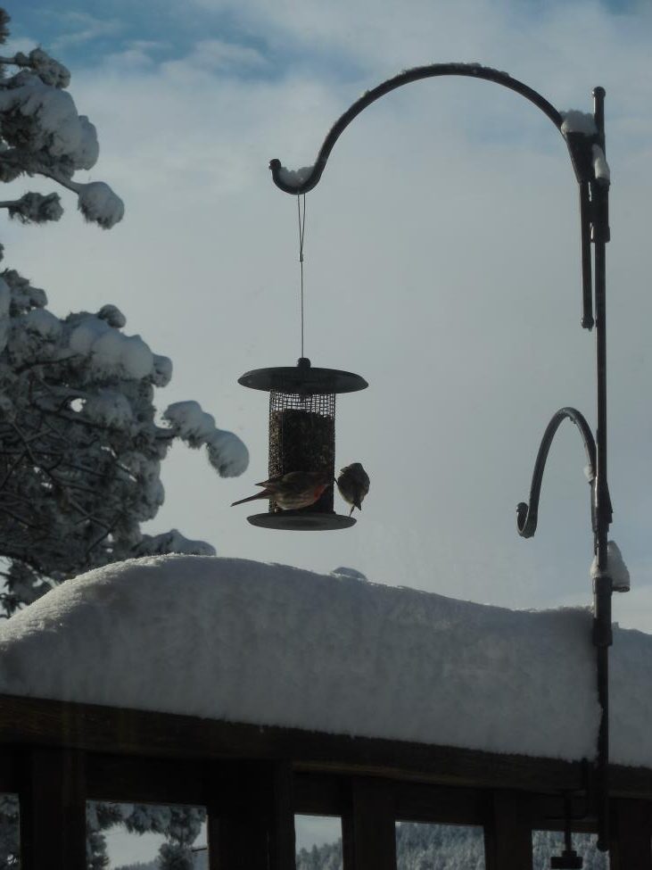 Birds in the Snow