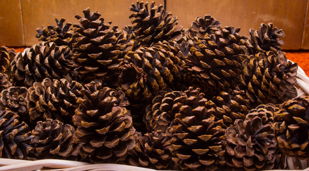 Pinecones