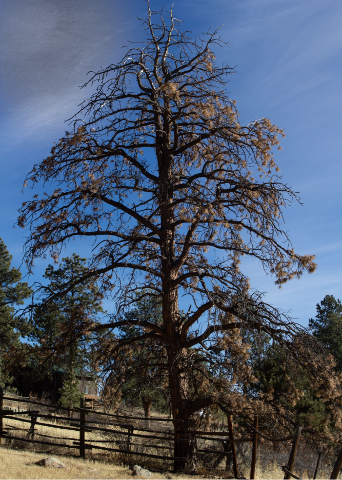 Old Dead Tree - © Jim Ruppel 