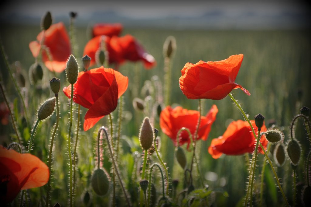 Poppies I
